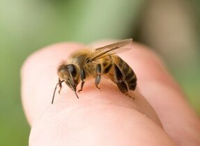 Bee sting for penis enlargement
