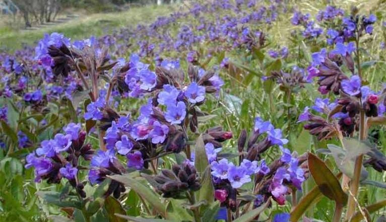 To prepare an infusion of lungwort, which helps to enlarge the penis